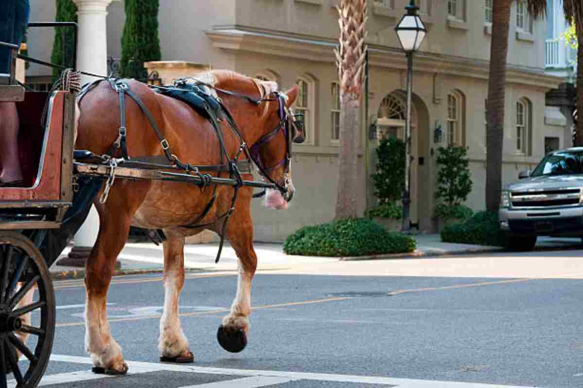 Cavallo che traina una carrozza