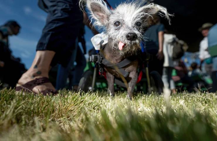 Il cane Scooter al concorso "World's Ugliest Dog"