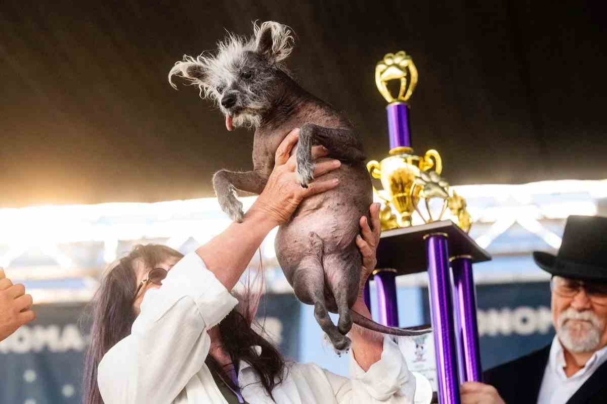 Scooter il cane vincitore del concorso durante la premiazione
