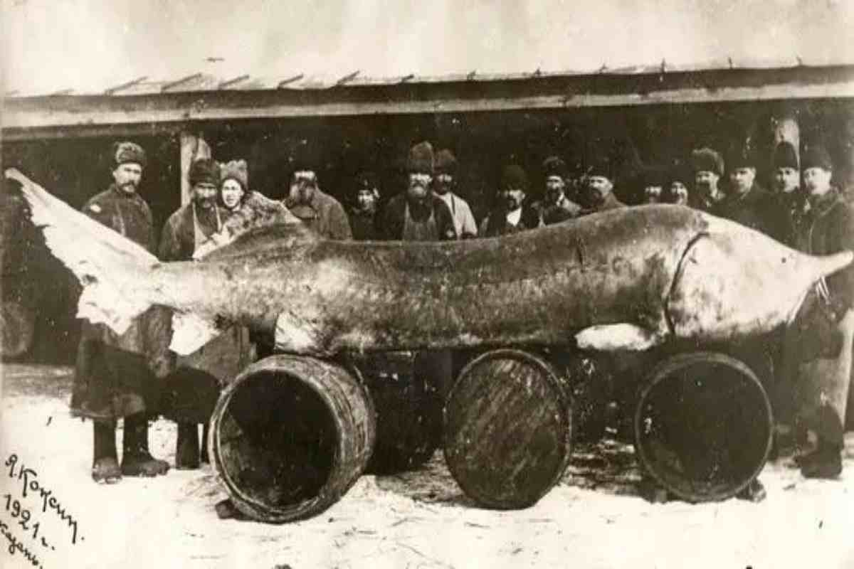 Storione gigante Beluga pescato vicino la città di Tetyushi sull’alto fiume Volga nel 1921