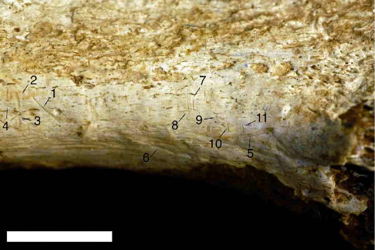 Cannibalismo preistorico: le tracce presenti su questa tibia di un ominide indicano dei possibili segni di macellazione