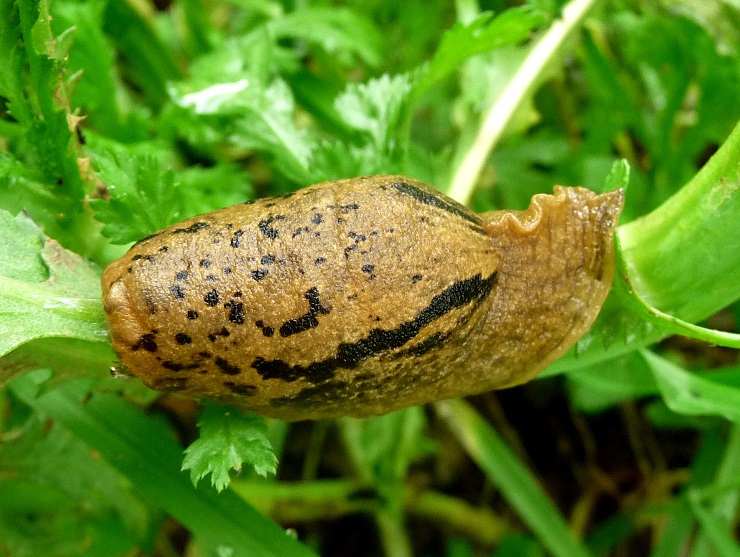 Una lumaca gigante