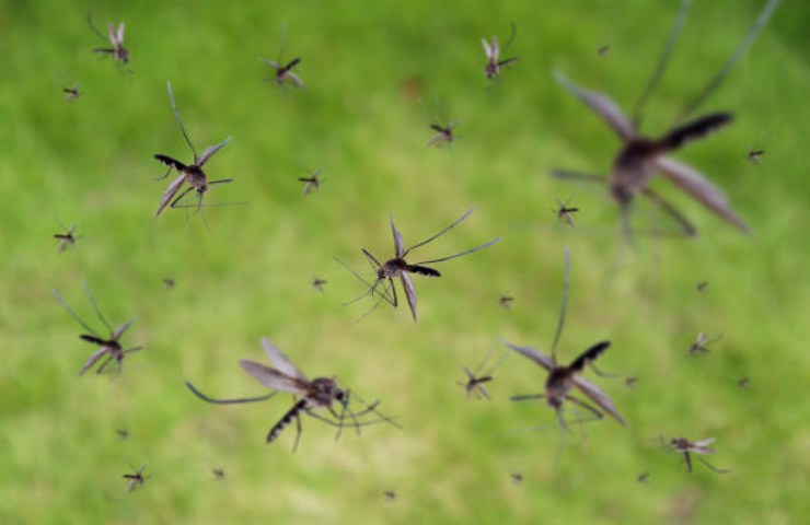 Zanzare che volano in gruppo su un prato