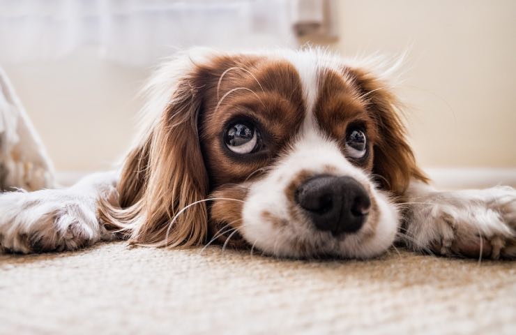 La foto di un cucciolo di cane