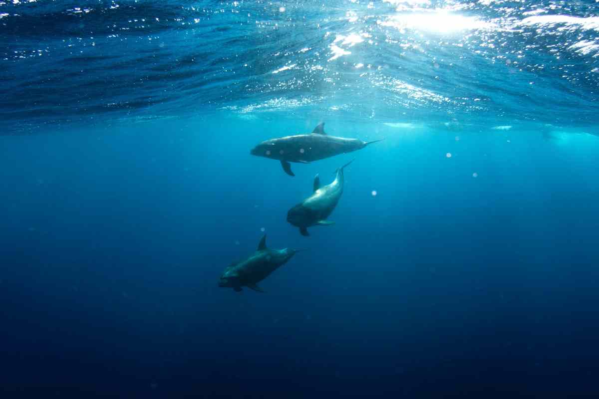 Tre delfini che nuotano in mare aperto