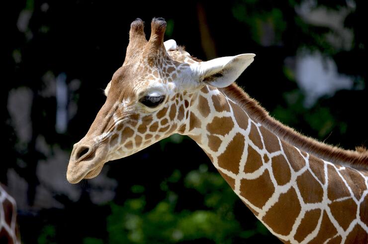 Dieci cose che non sai sulla giraffa
