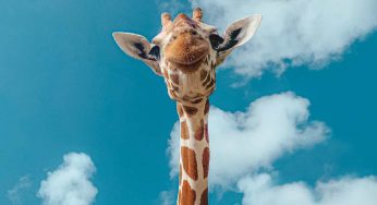 Sapevi che le giraffe sono brave in matematica e sanno fare ottimi calcoli per ottenere ricompense?