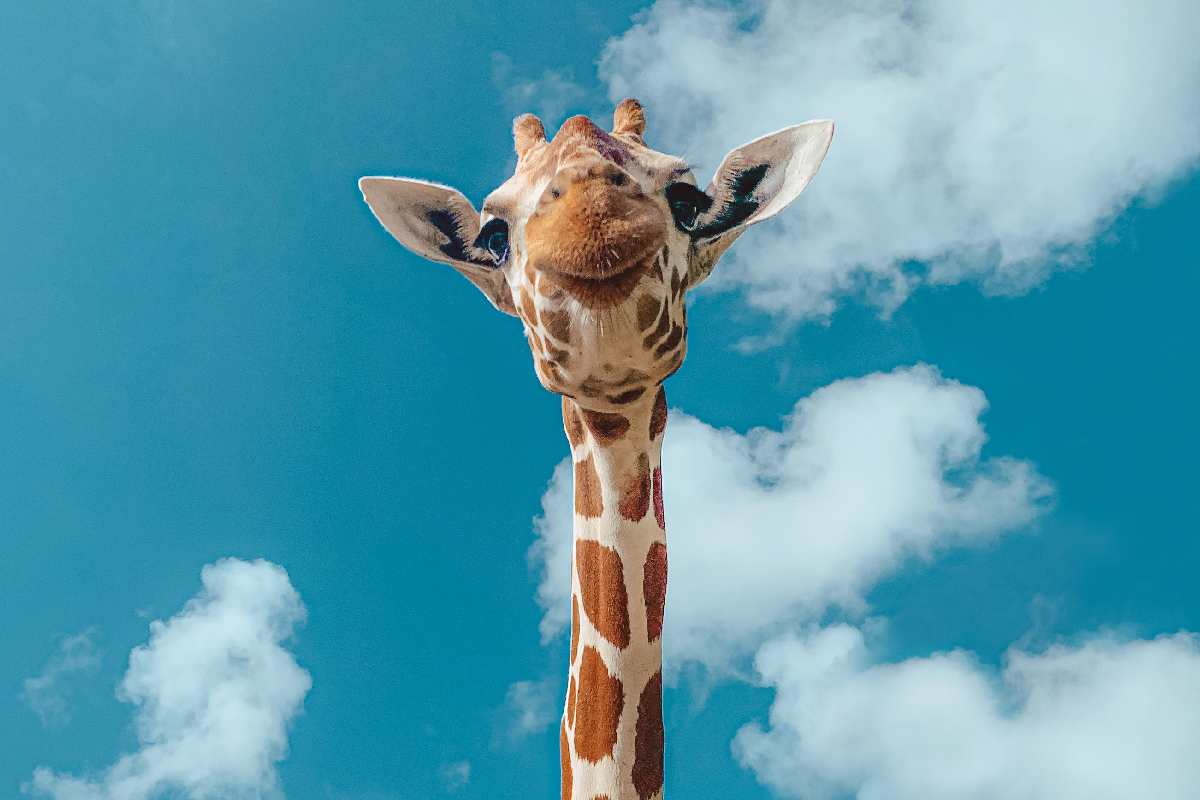 Giraffa