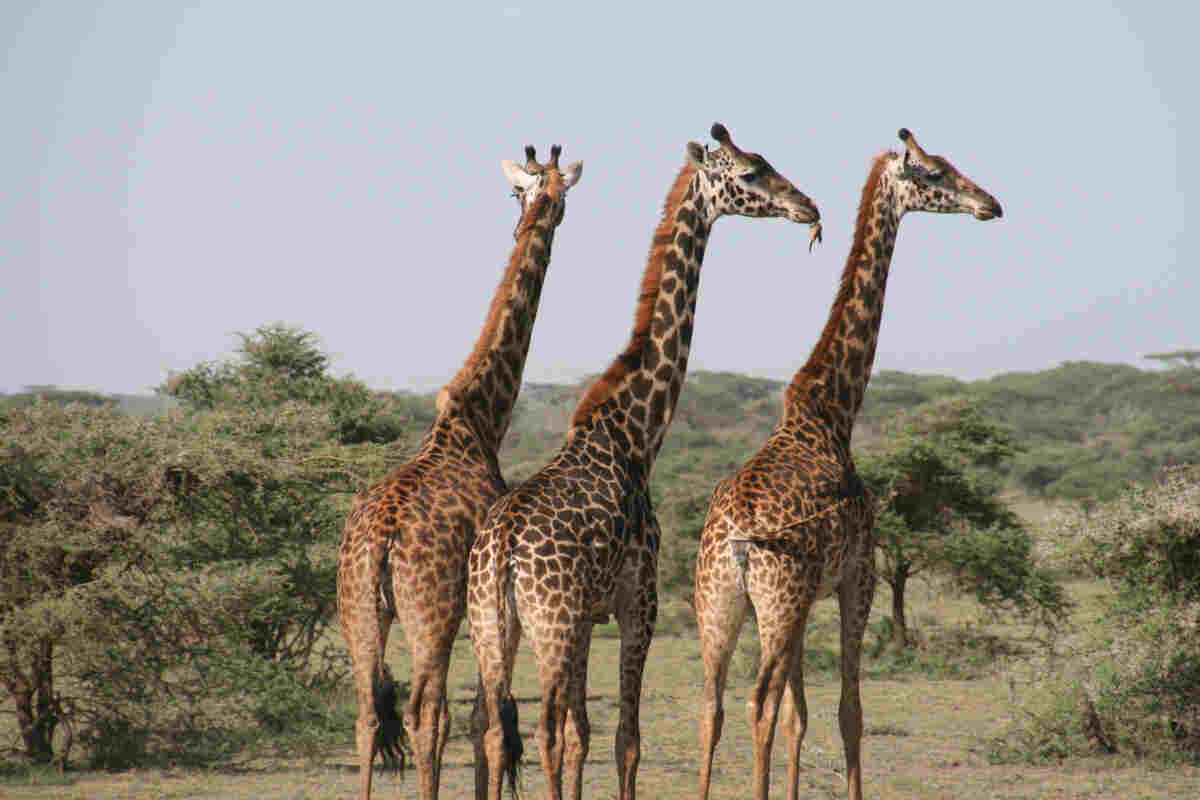 Tre giraffe allo stato brado