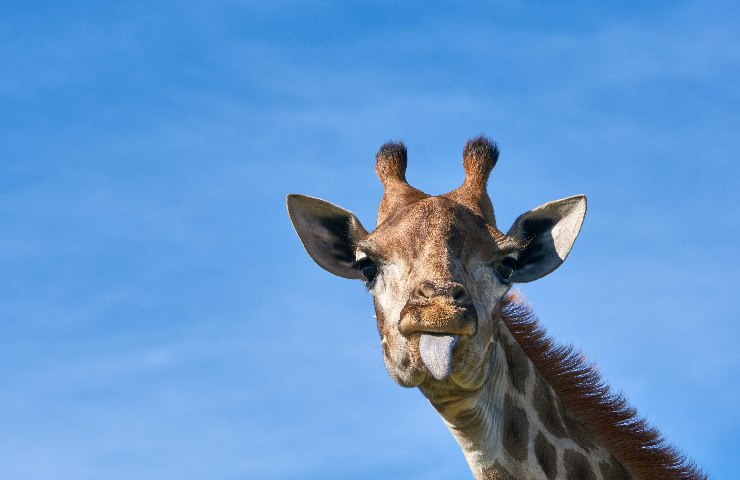 Primo piano giraffa