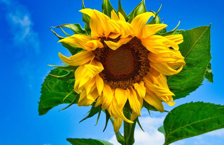 Un girasole con i petali gialli rivolti verso la camera stelo e foglie verdi e dietro un cielo molto blu