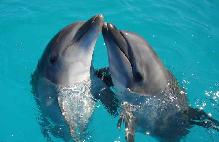 Foto di due delfini vicini che spuntano dall'acqua