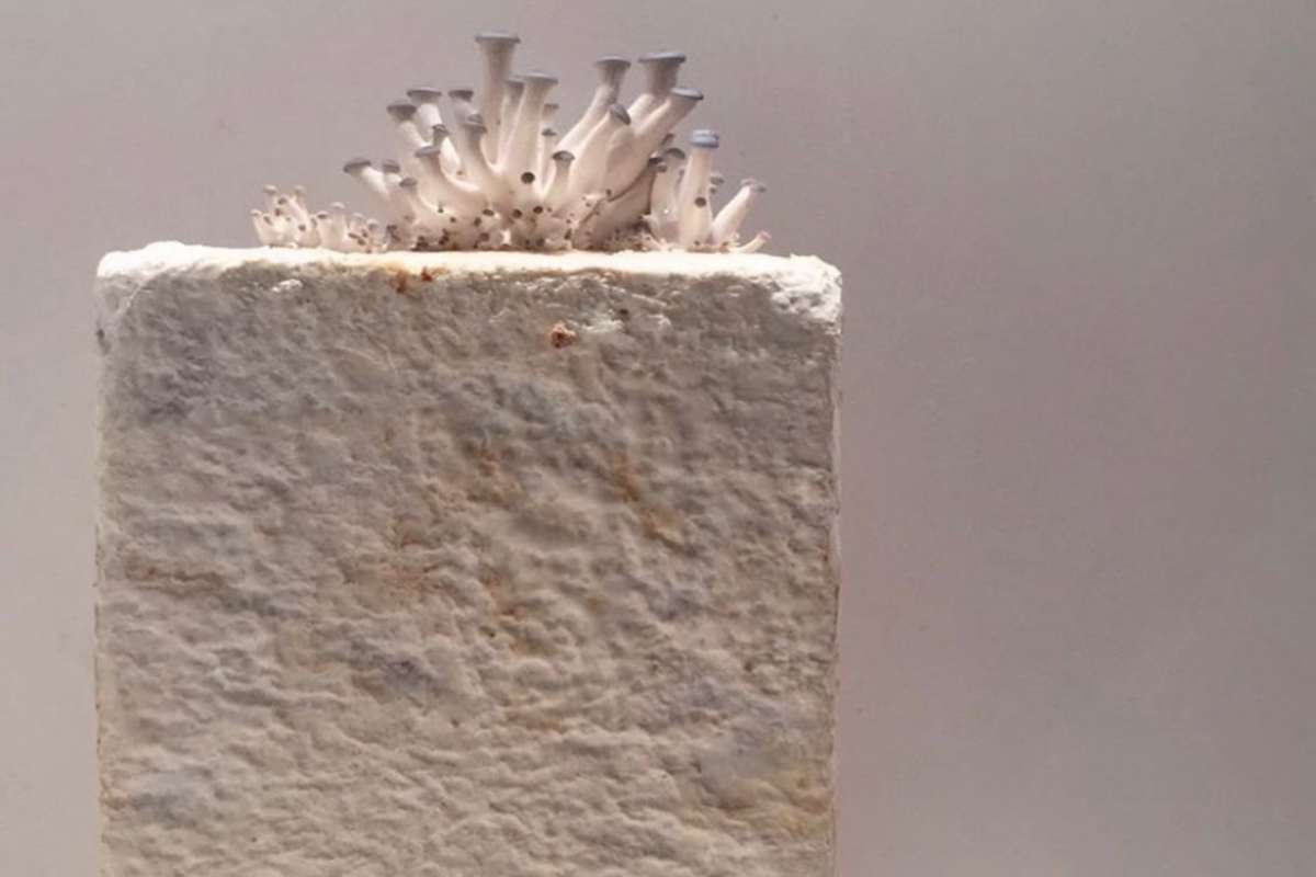 Mycocrete, la pasta con i funghe per sostituire i mattoni