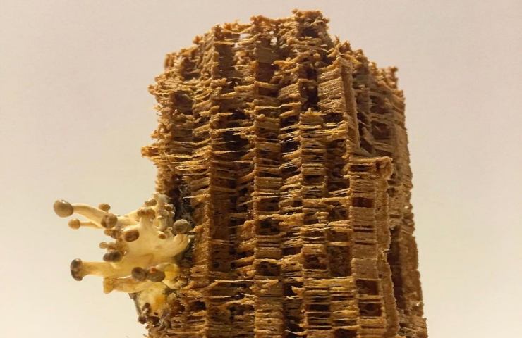 Mycocrete, la pasta con i funghe per sostituire i mattoni