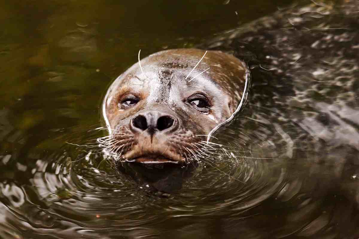 Muso di una foca di mare che fuoriesce dall'acqua