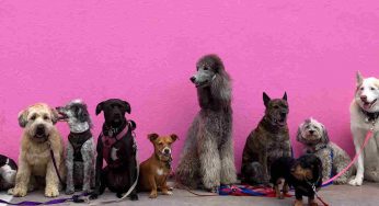 Le curiosità sui cani che (forse) ignoravi