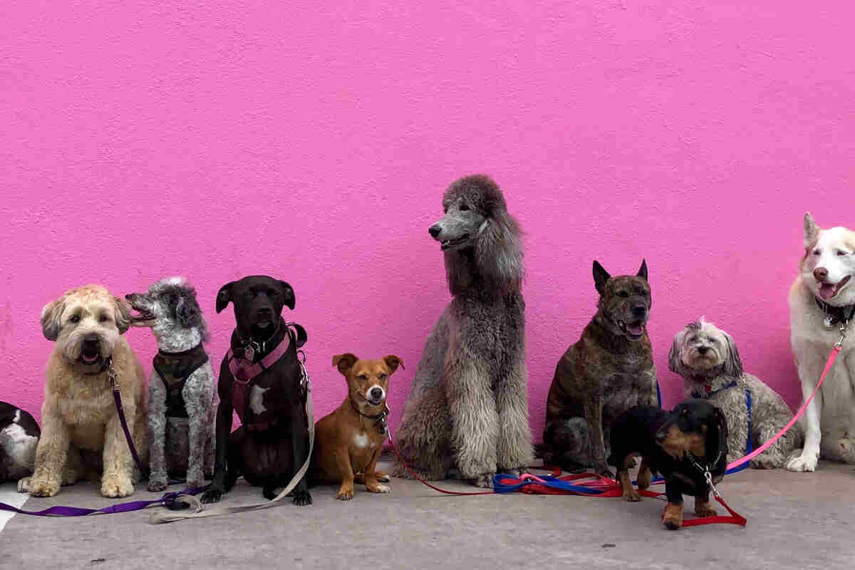 Cani al guinzaglio con uno sfondo rosa