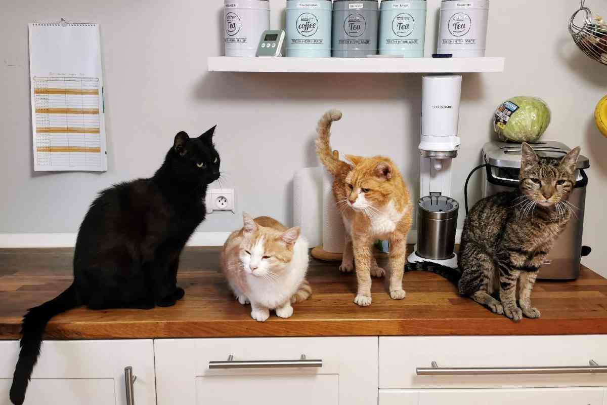 Gatti in cucina