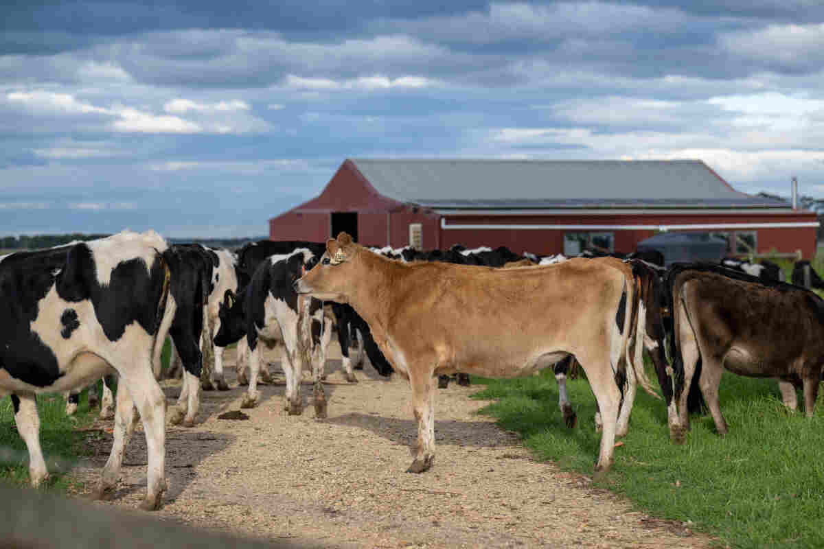 Mucche stressate dal caldo producono meno latte