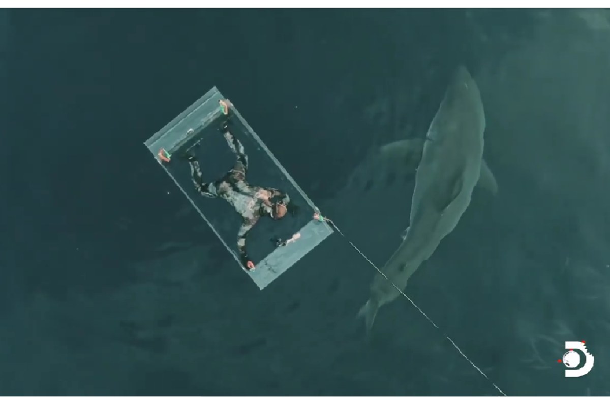 Sub dentro ad una gabbia in mare aperto con uno squalo che nuota vicino