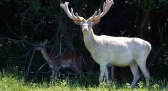 Animali albini, le curiosità tutte da scoprire
