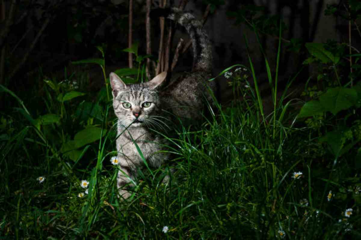 Gatto domestico di notte