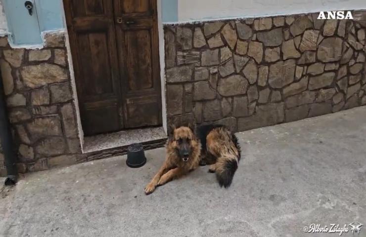 Il cane che è stato definito come l'Hachiko italiano