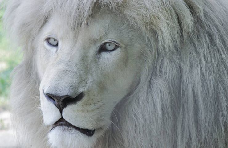 Primo piano di un leone albino