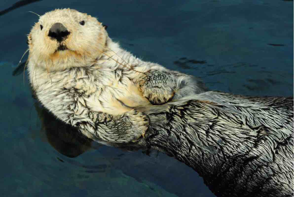 Lontra che dorme galleggiando sull’acqua