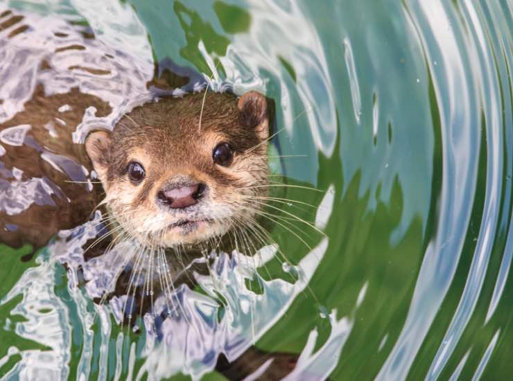 Lontra che nuota nell’acqua libera