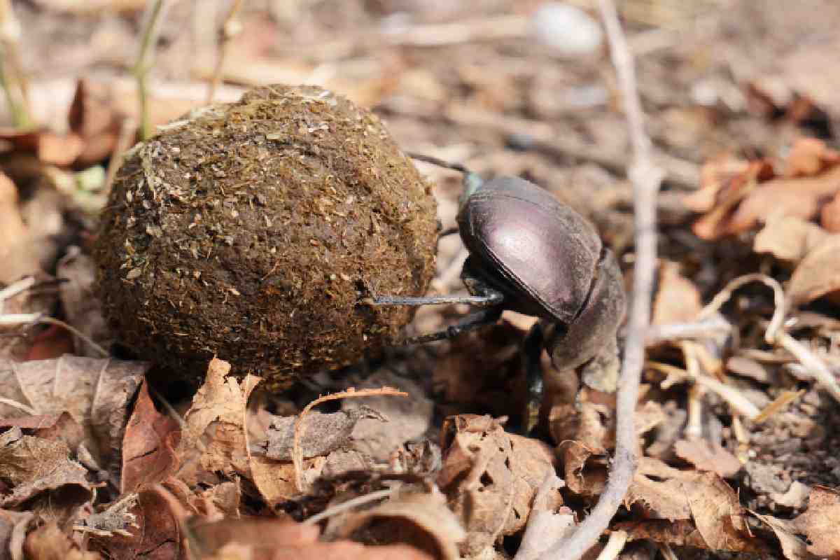 Scarabeo stercorario