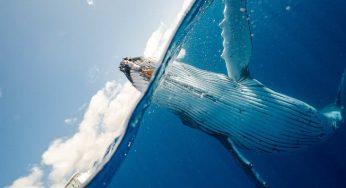 Cos’è il Perucetus, l’animale più pesante al mondo