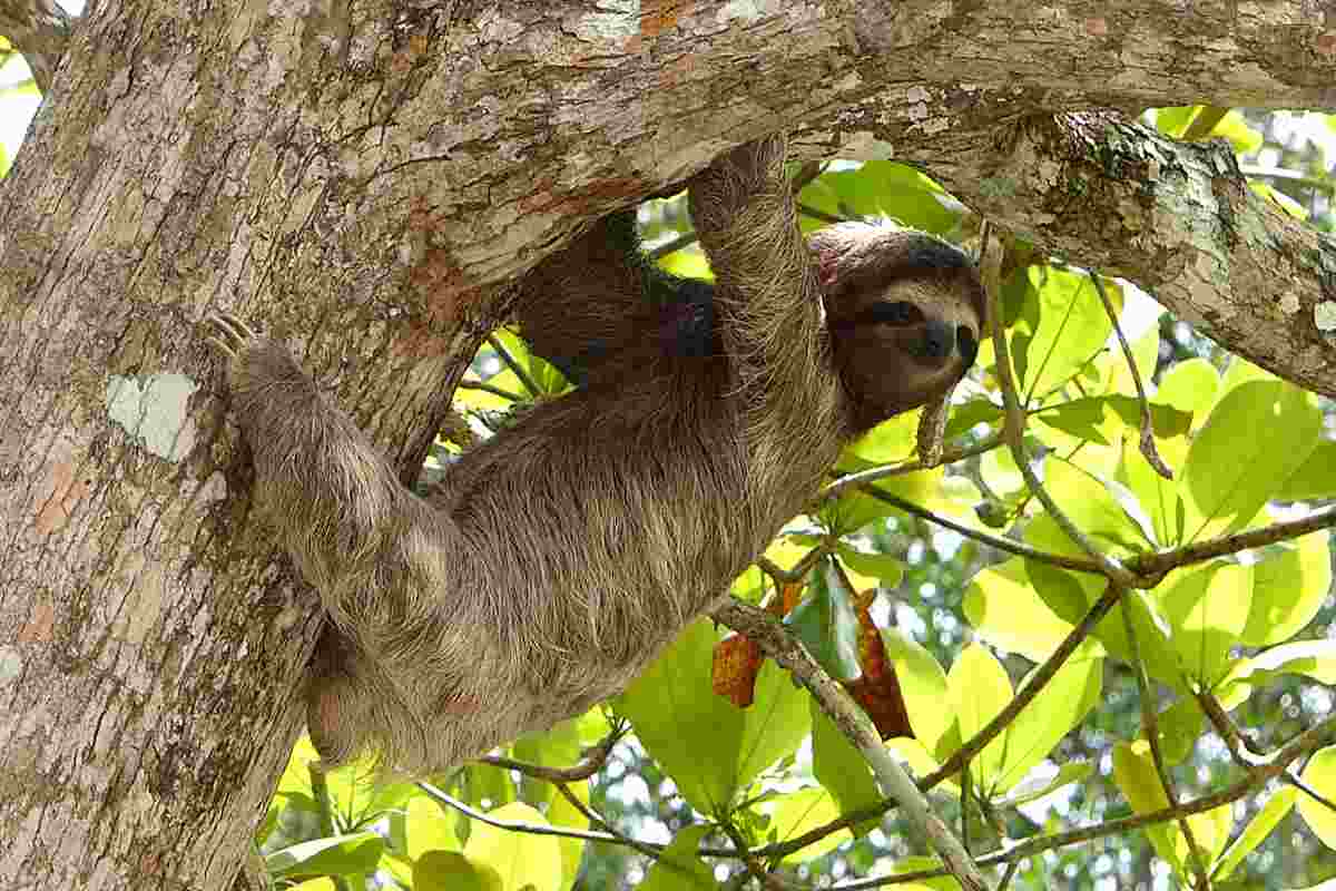 Bradipo appeso a un albero osserva in lontananza