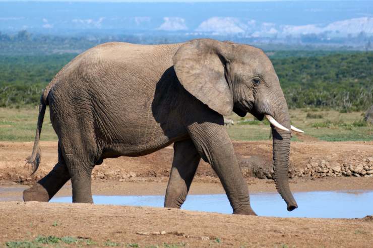 Elefante visto lateralmente