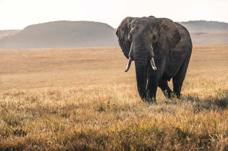 Elefante visto frontalmente