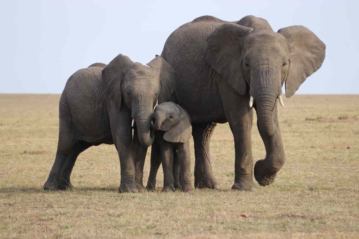 Tre elefanti in natura