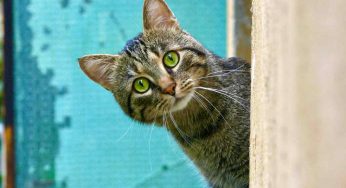 Giornata internazionale del gatto, cose da sapere prima di prenderne uno