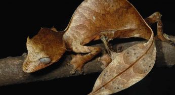 Gli animali più strani del mondo e dove trovarli