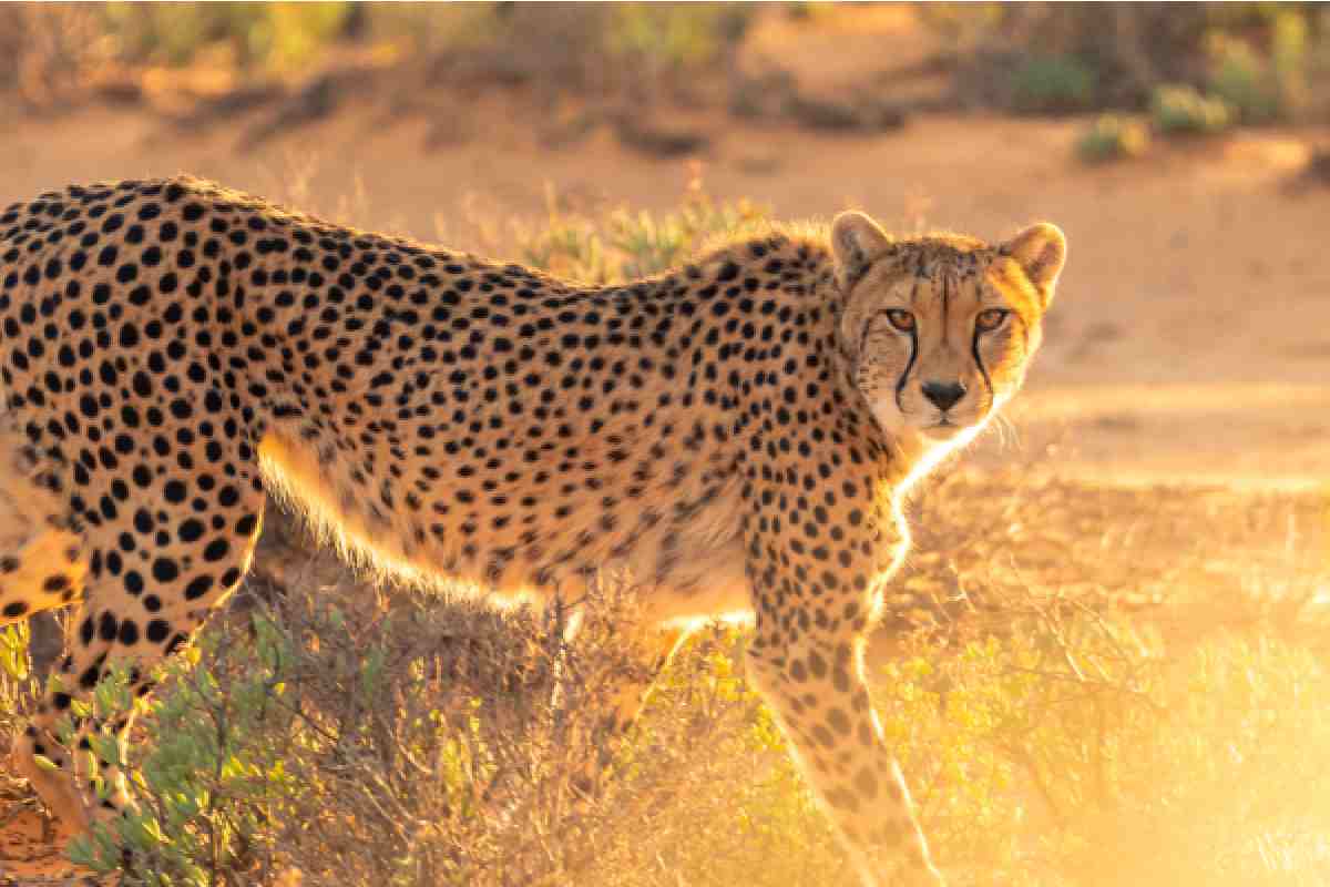 Ghepardo nella savana al sole