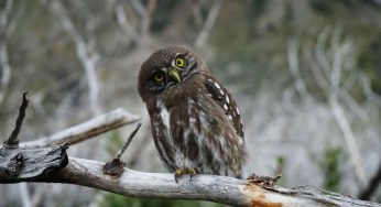 Giornata mondiale del gufo, ecco alcune curiosità da conoscere