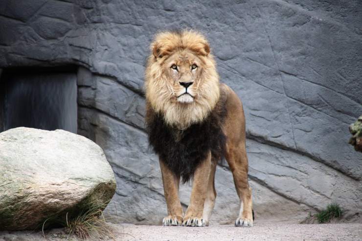 Leone in piedi in uno zoo
