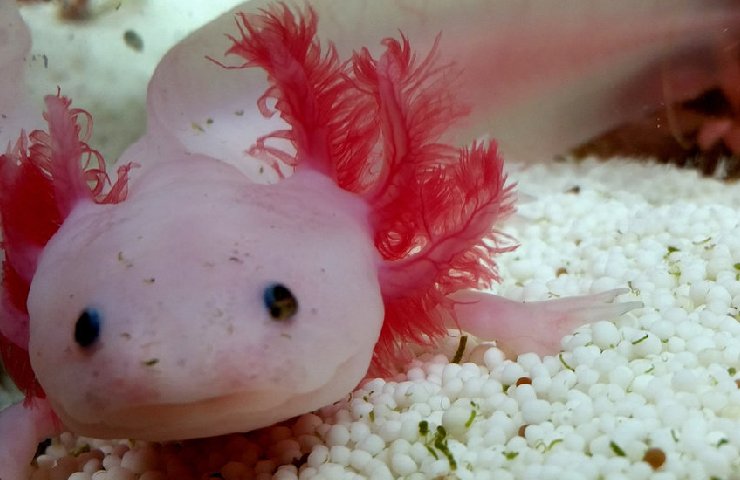 Salamandra rosa del Messico che sembra sorridere su dei sassolini bianchi