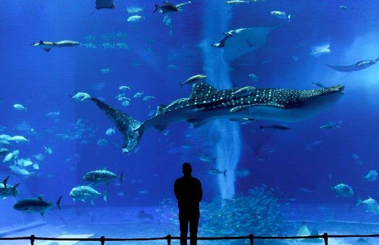 Squalo balena in un acquario