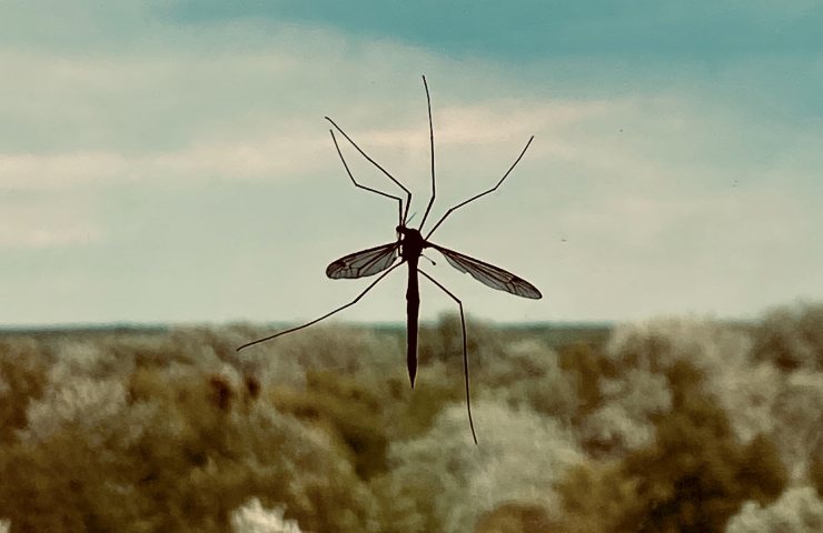 Zanzara su un vetro