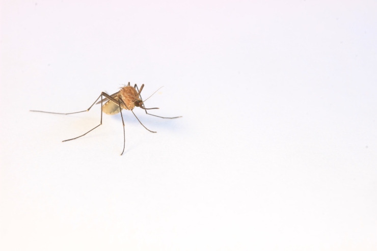 Zanzara su un banco bianco