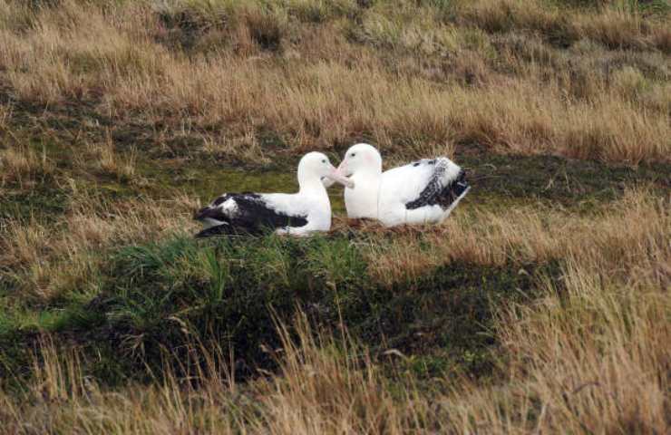 Coppia di albatros