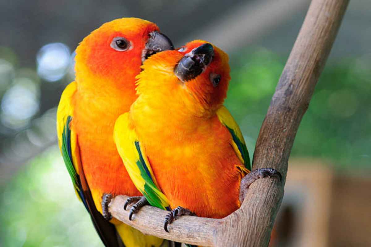Coppia di pappagalli inseparabili