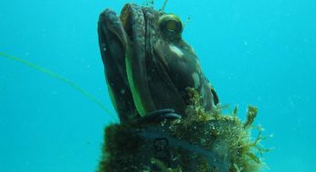 Abissi, ecco le creature più insolite