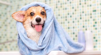 Toelettatura per cani e gatti, tutto quel che bisogna sapere