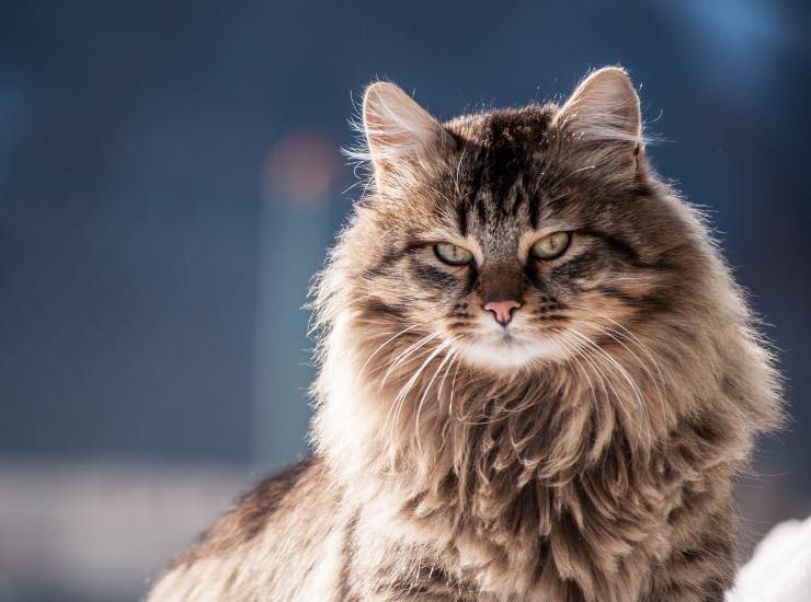 Gatto a pelo lungosu sfondo blu